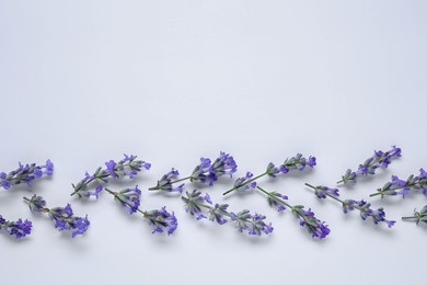 Beautiful aromatic lavender flowers on white background, flat lay. Space for text