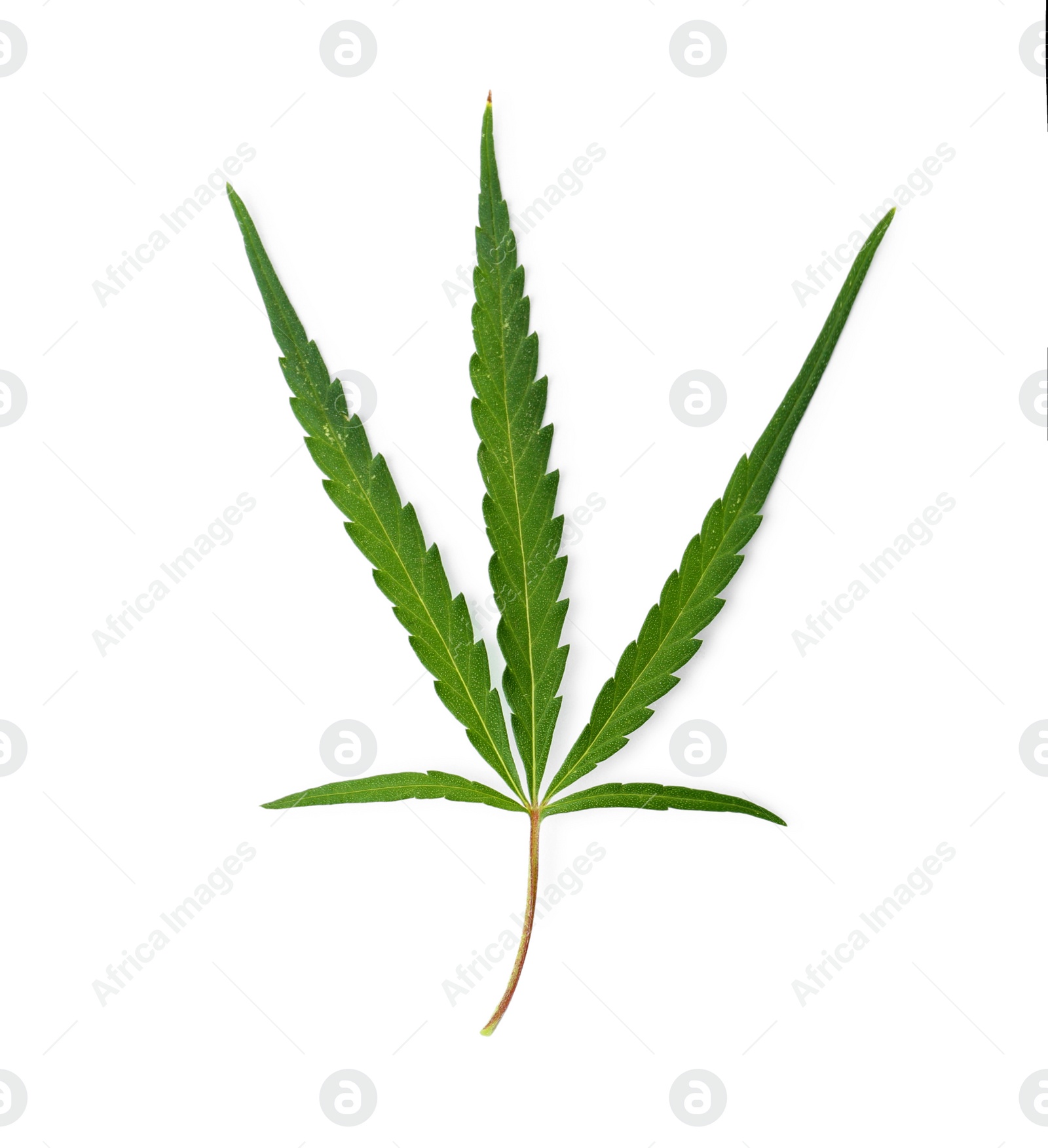 Photo of Fresh green hemp leaf on white background