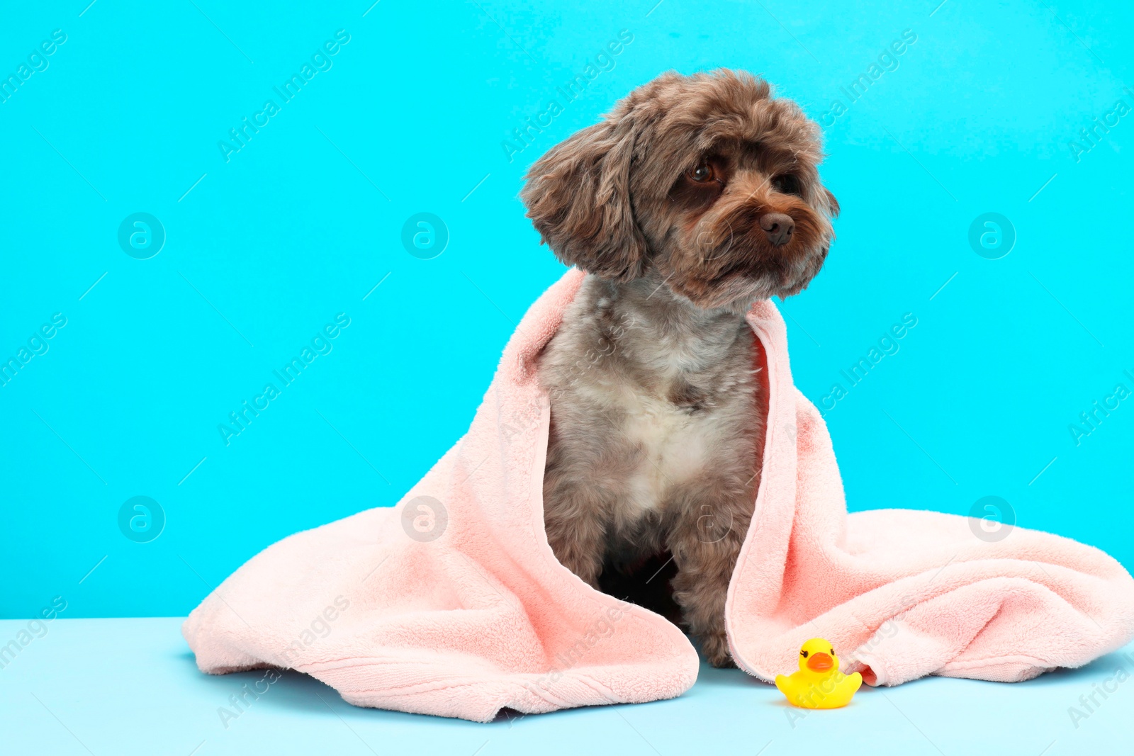 Photo of Cute Maltipoo dog wrapped in towel and bath duck on light blue background, space for text. Lovely pet