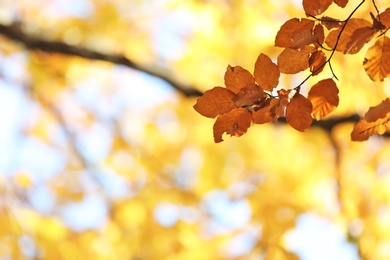 Photo of Tree twig with autumn leaves on blurred background. Space for text