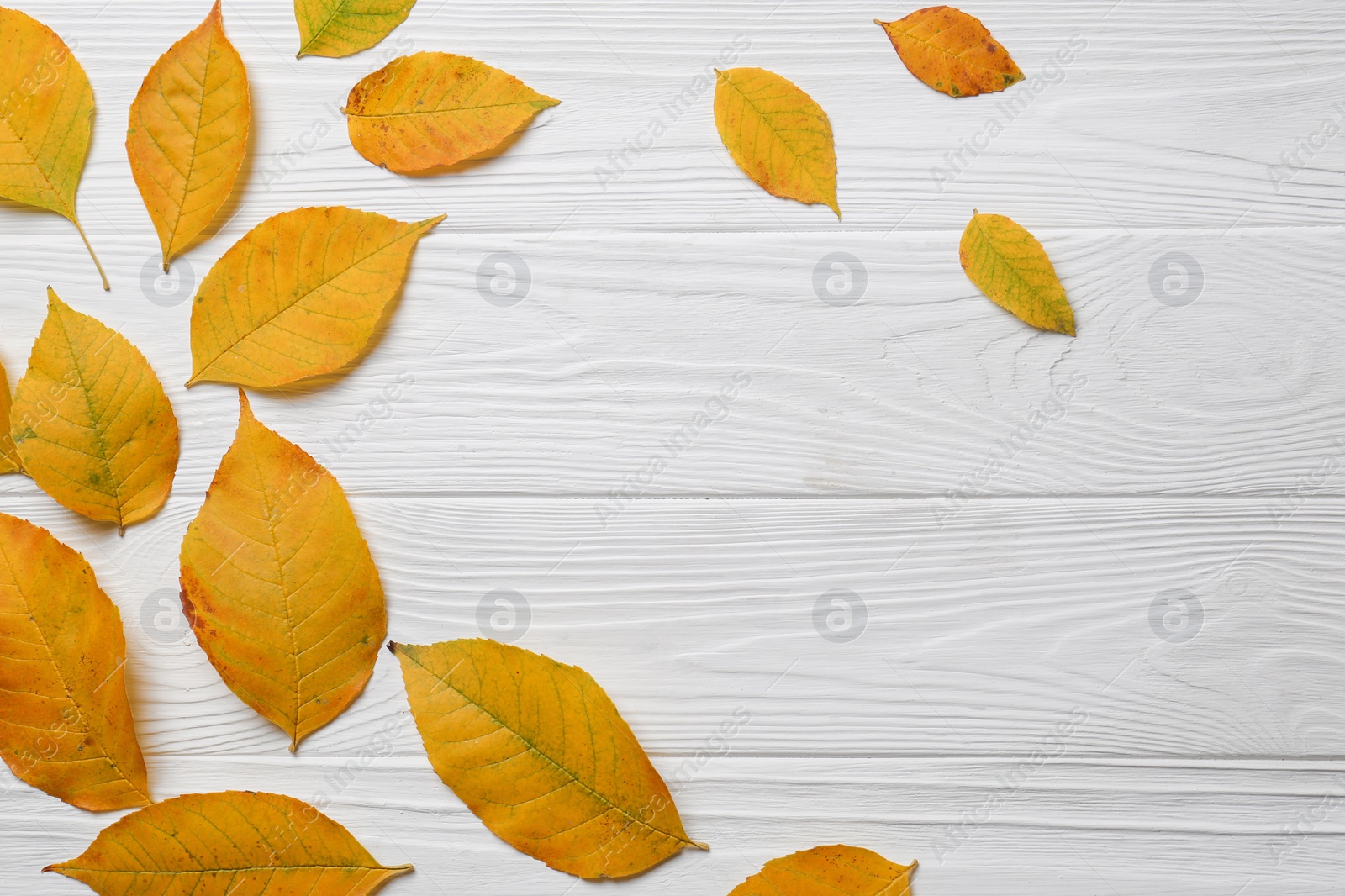 Photo of Autumn leaves on white wooden table, flat lay. Space for text