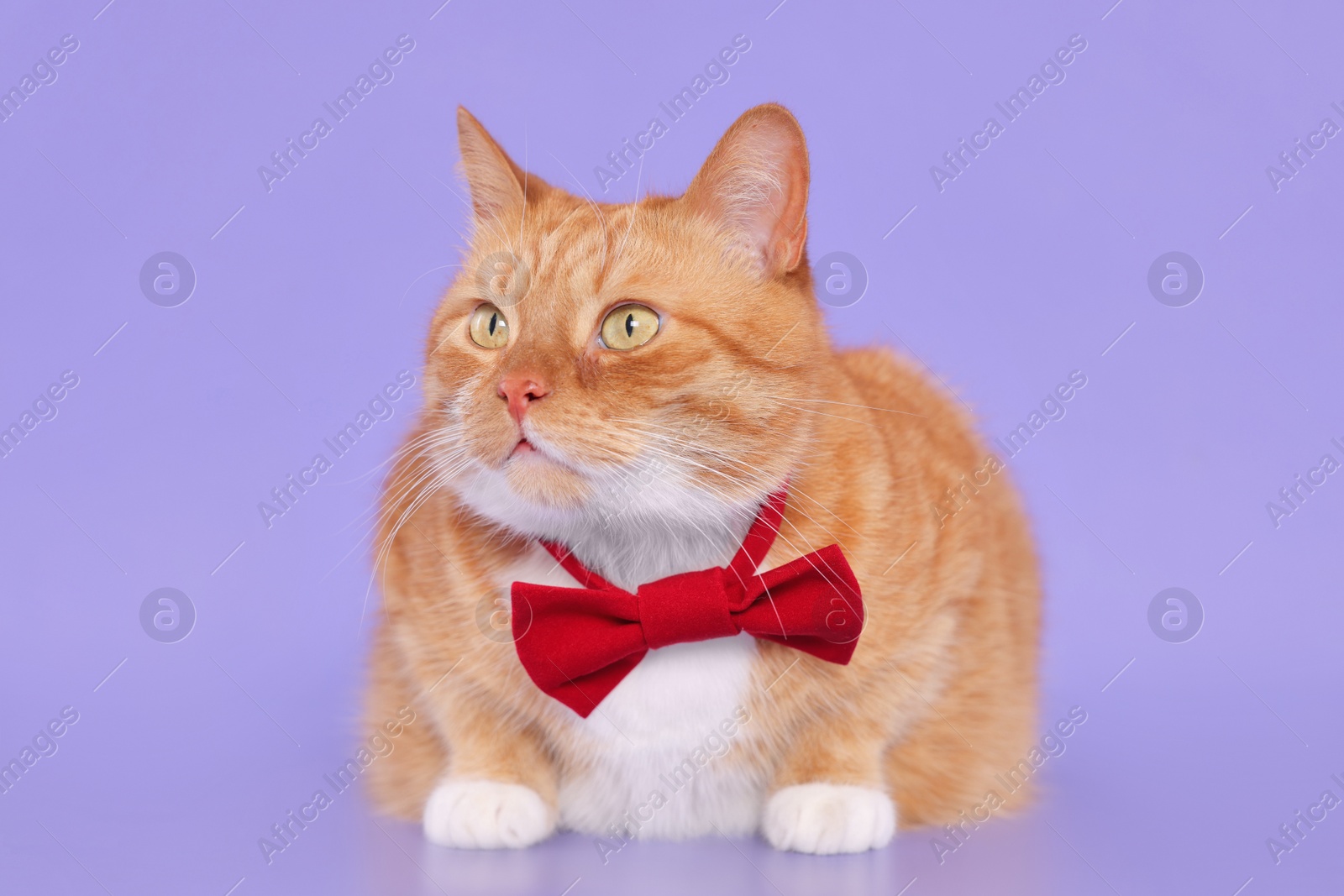Photo of Cute cat with red bow tie on lilac background