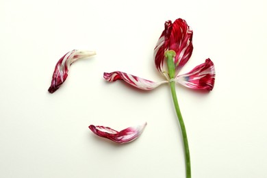 Photo of Red tulip on beige background, top view. Menopause concept
