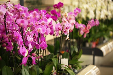 Photo of Beautiful pink orchid flowers on table. Tropical plant