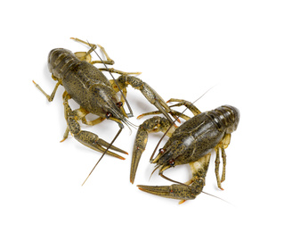 Photo of Fresh raw crayfishes isolated on white, top view. Healthy seafood