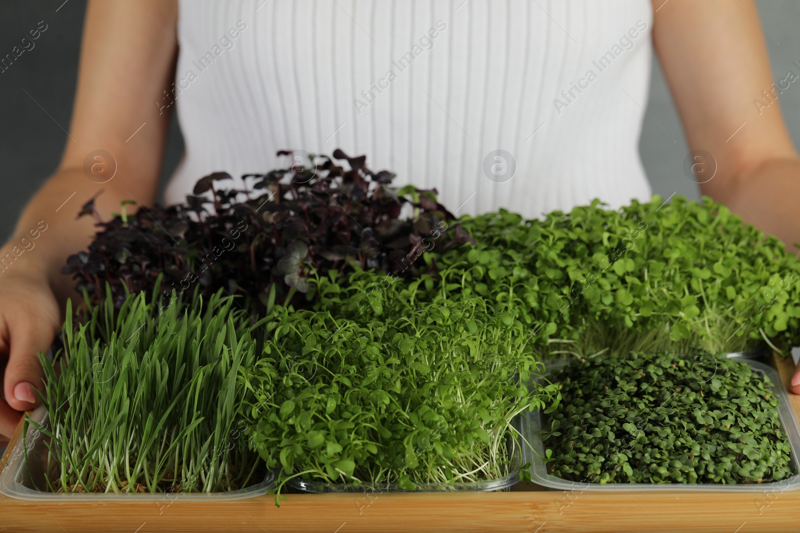 Photo of Woman with wooden crate of different fresh microgreens on grey background, closeup