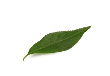 One fresh green leaf isolated on white