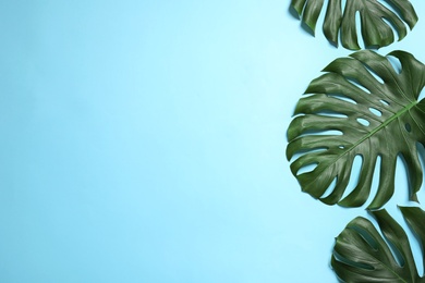 Photo of Green fresh monstera leaves on color background, flat lay with space for text. Tropical plant