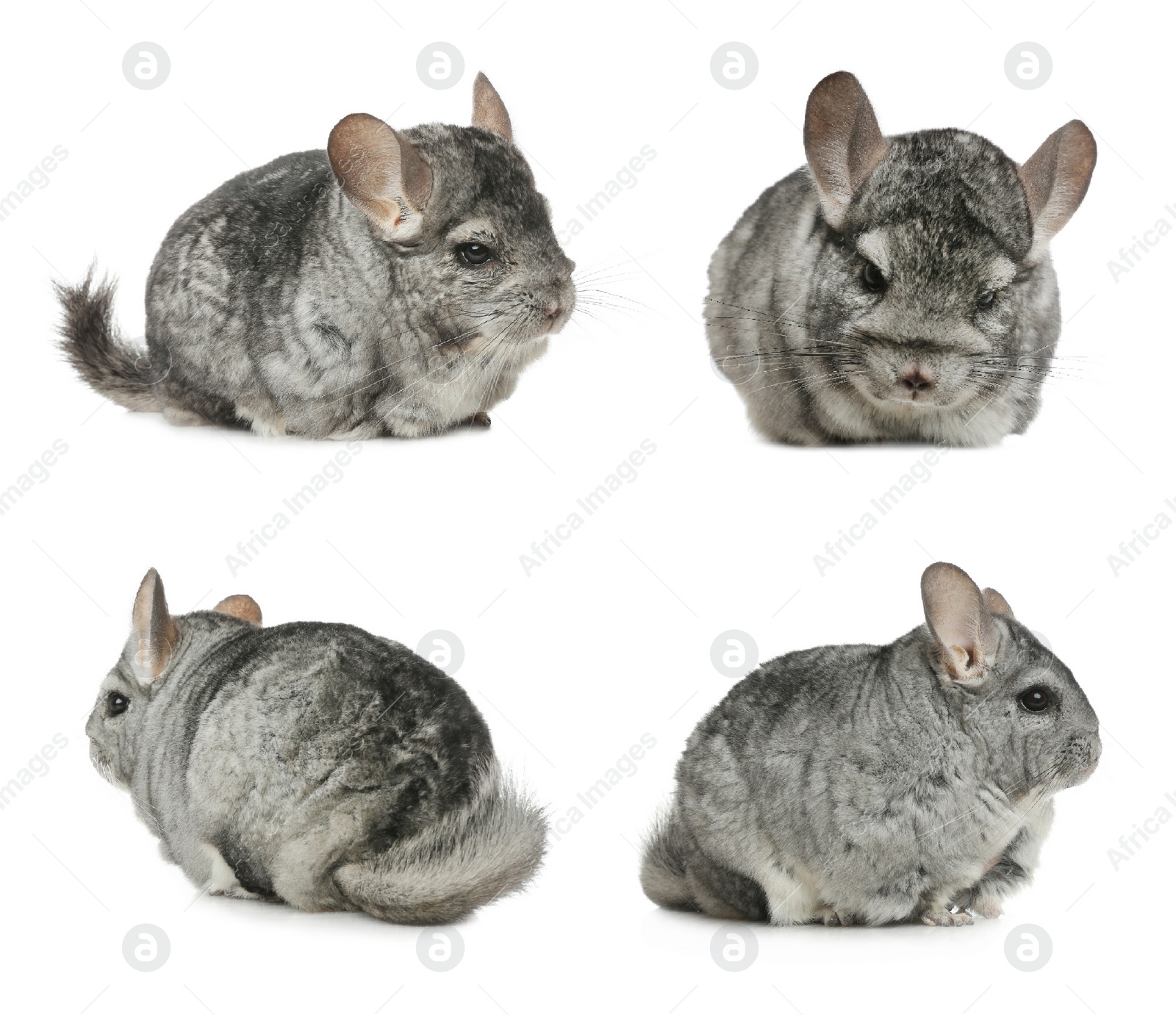 Image of Collage with cute grey chinchillas on white background