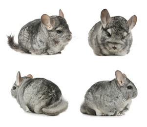 Image of Collage with cute grey chinchillas on white background