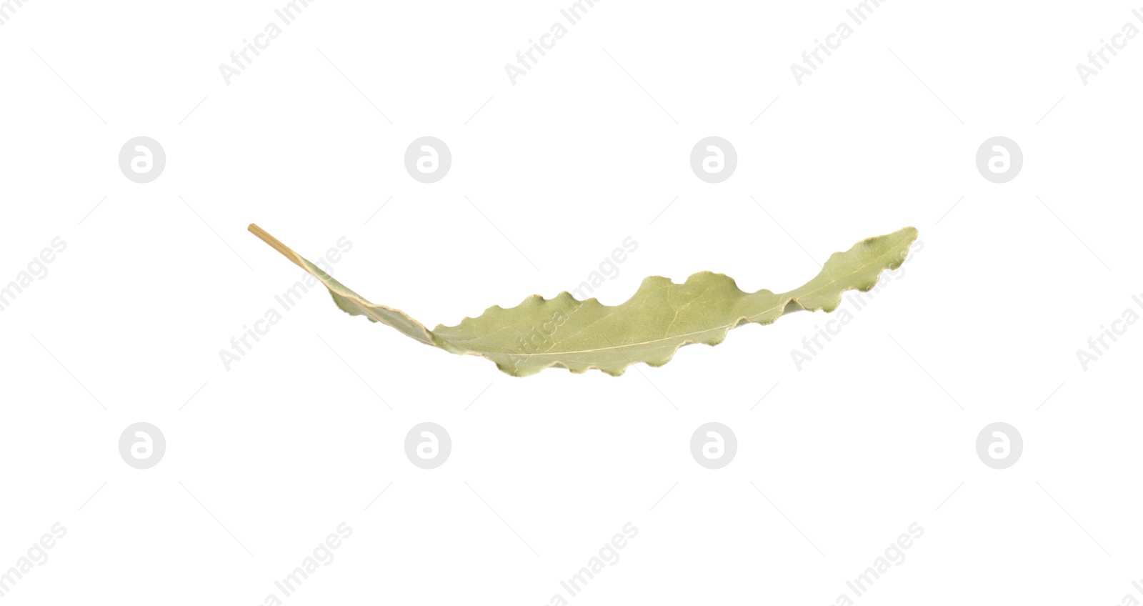 Photo of One aromatic bay leaf isolated on white