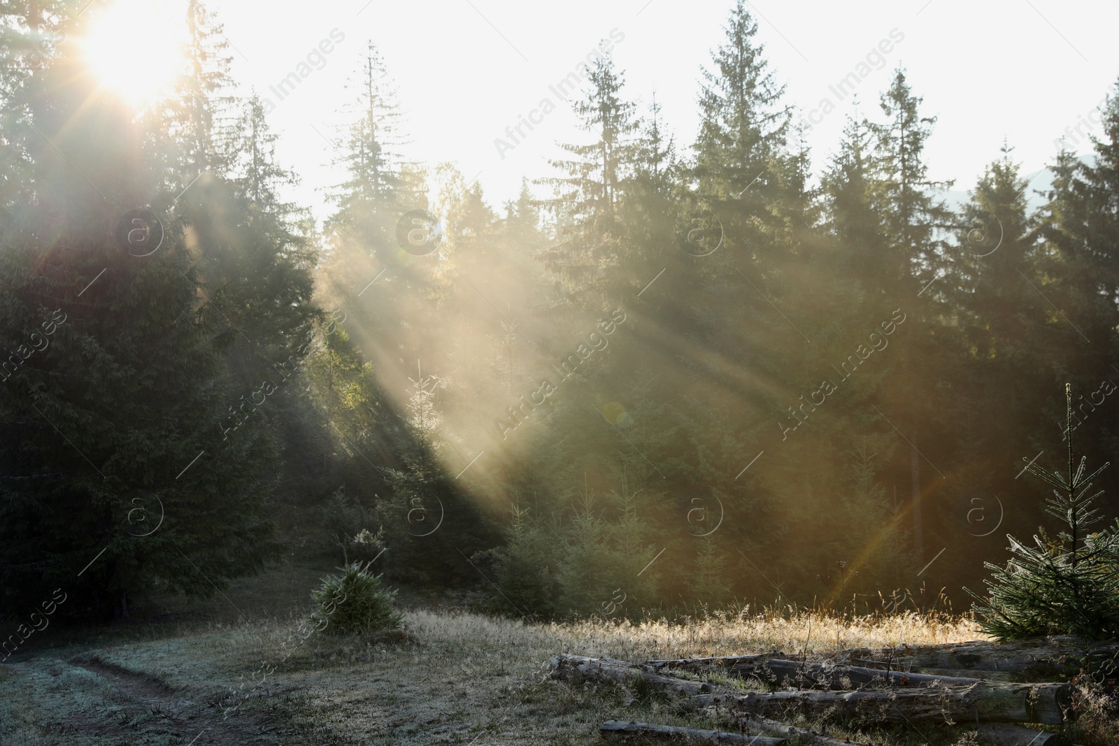 Photo of Picturesque view of foggy forest in morning. Beautiful landscape