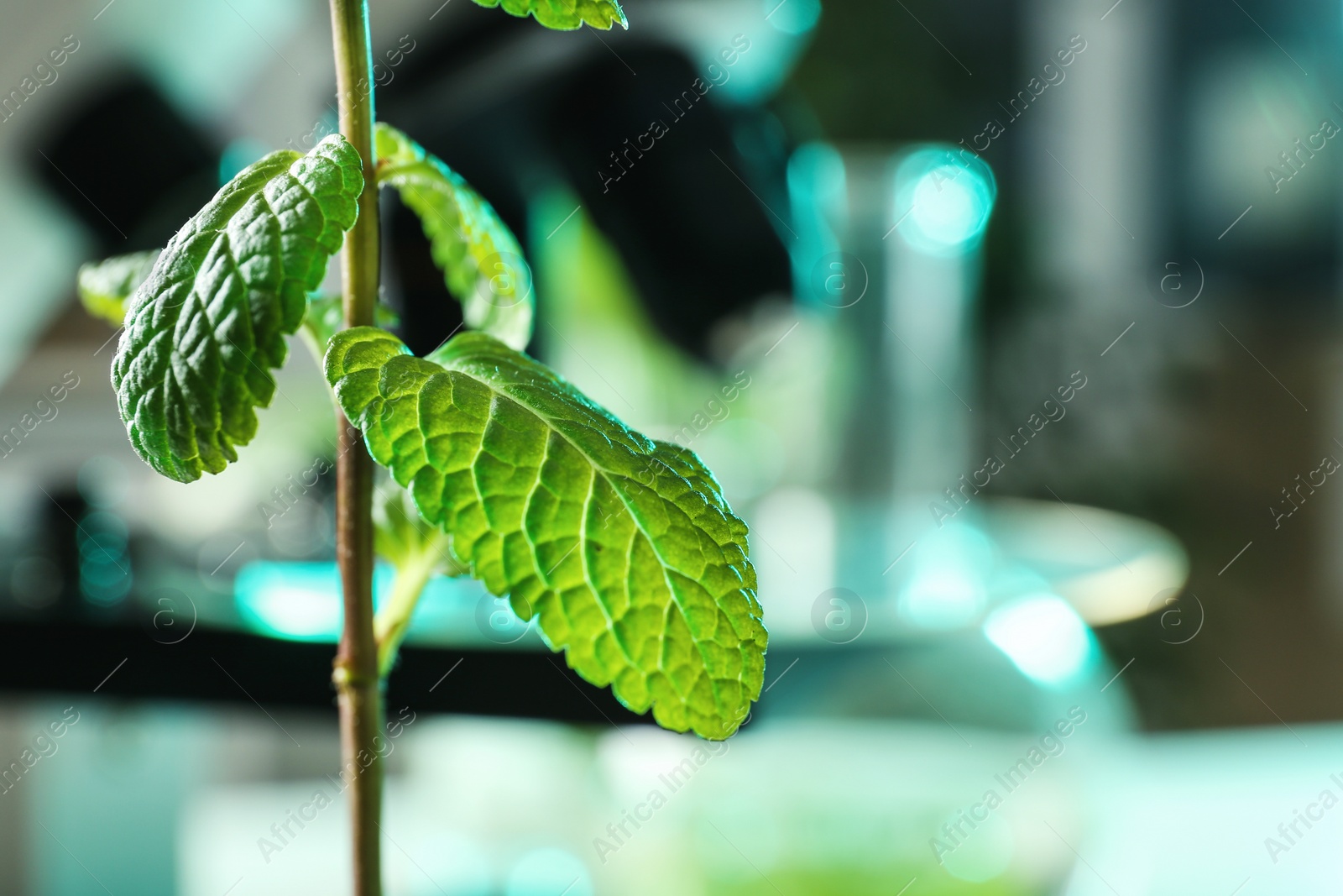 Photo of Green plant on blurred background, closeup with space for text. Biological chemistry