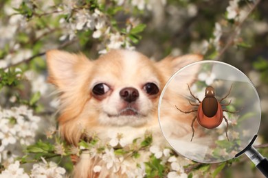 Cute dog in tree branches and illustration of magnifying glass with tick, selective focus