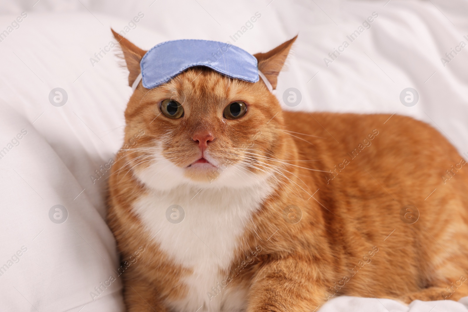 Photo of Cute ginger cat with sleep mask resting on bed