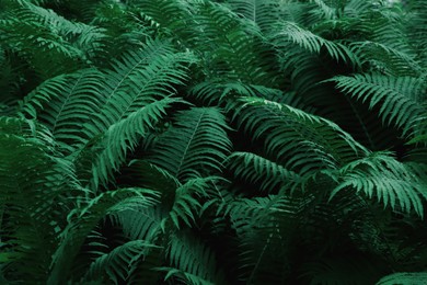 Beautiful fern with lush green leaves growing outdoors