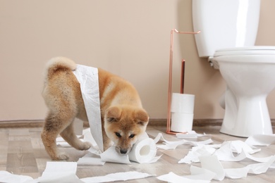 Photo of Adorable Akita Inu puppy playing with toilet paper at home