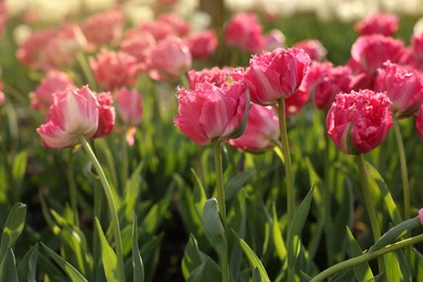 Beautiful colorful tulips growing in flower bed