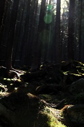 Photo of Picturesque view of stones in beautiful mountain forest