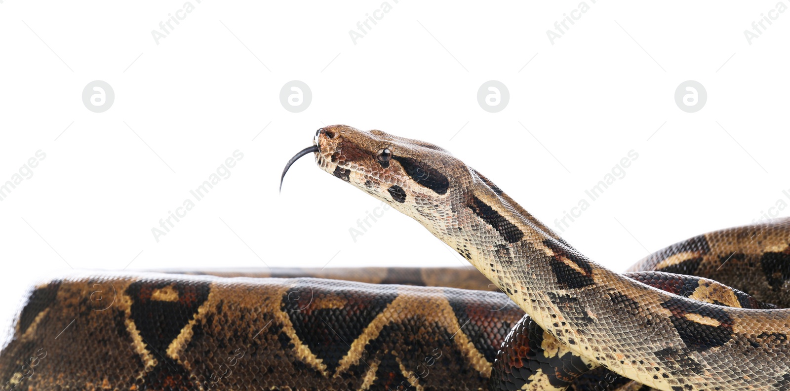 Photo of Brown boa constrictor on white background. Exotic snake