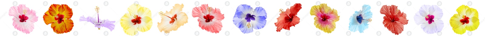 Image of Set of beautiful tropical hibiscus flowers isolated on white. Banner design 