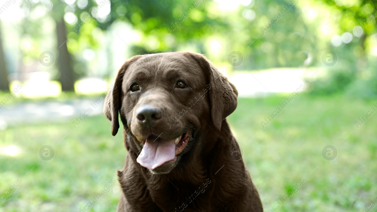 Photo of Funny Chocolate Labrador Retriever in green summer park