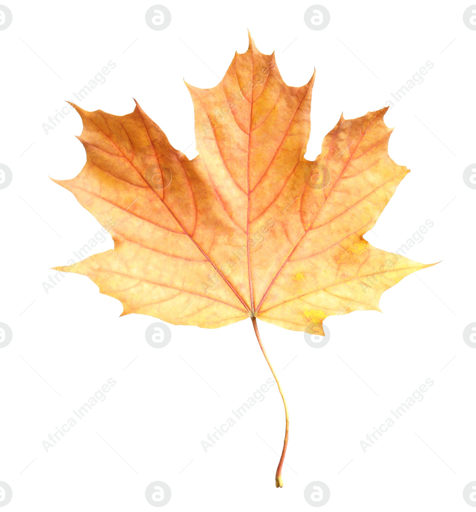 Photo of Beautiful leaf isolated on white. Autumn season