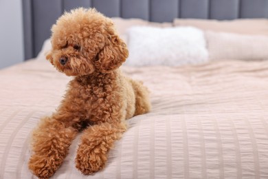 Photo of Cute Maltipoo dog on soft bed, space for text. Lovely pet