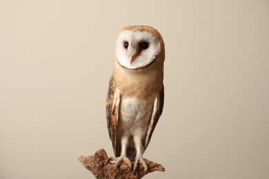 Beautiful common barn owl on twig against beige background