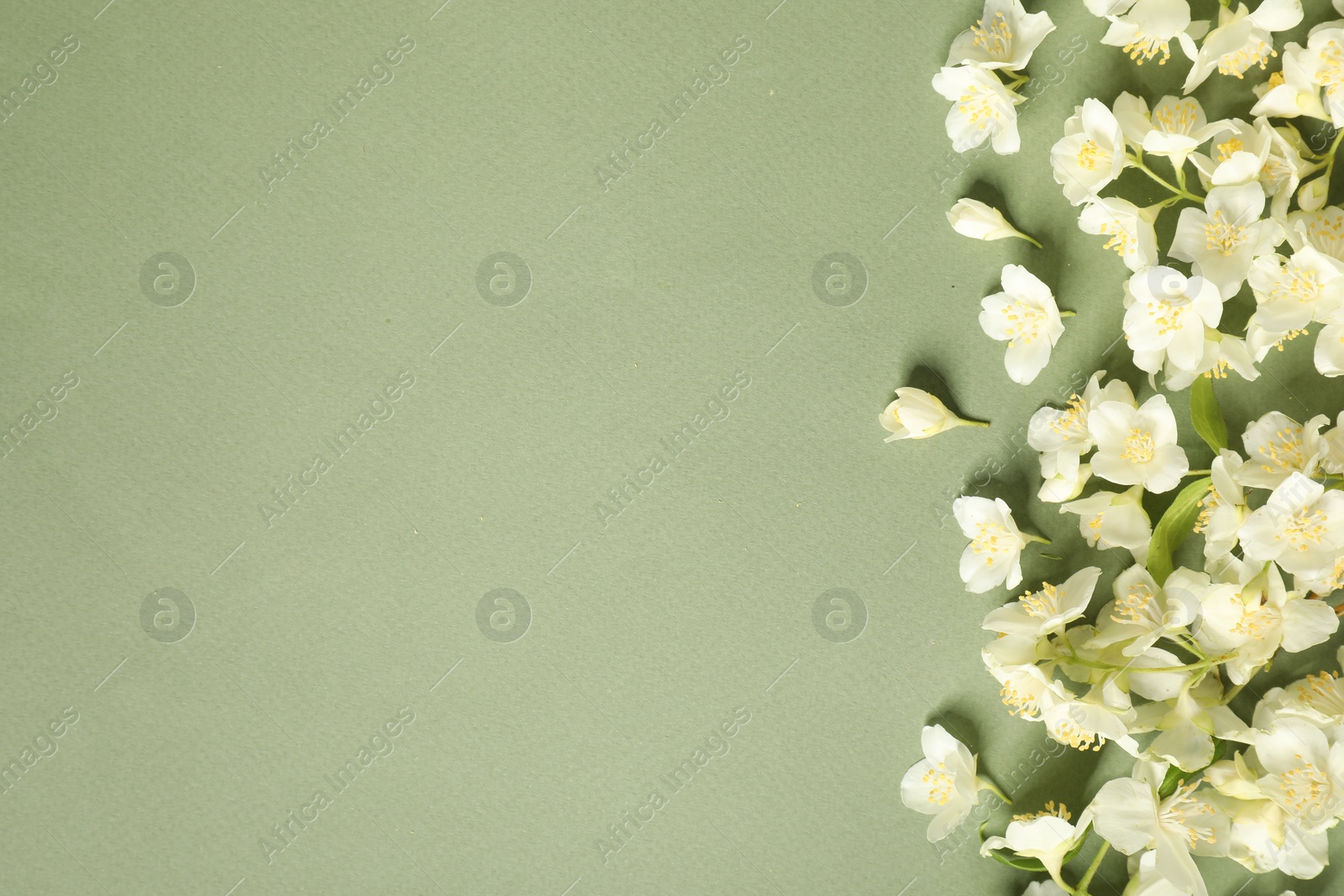 Photo of Beautiful jasmine flowers on pale green background, flat lay. Space for text