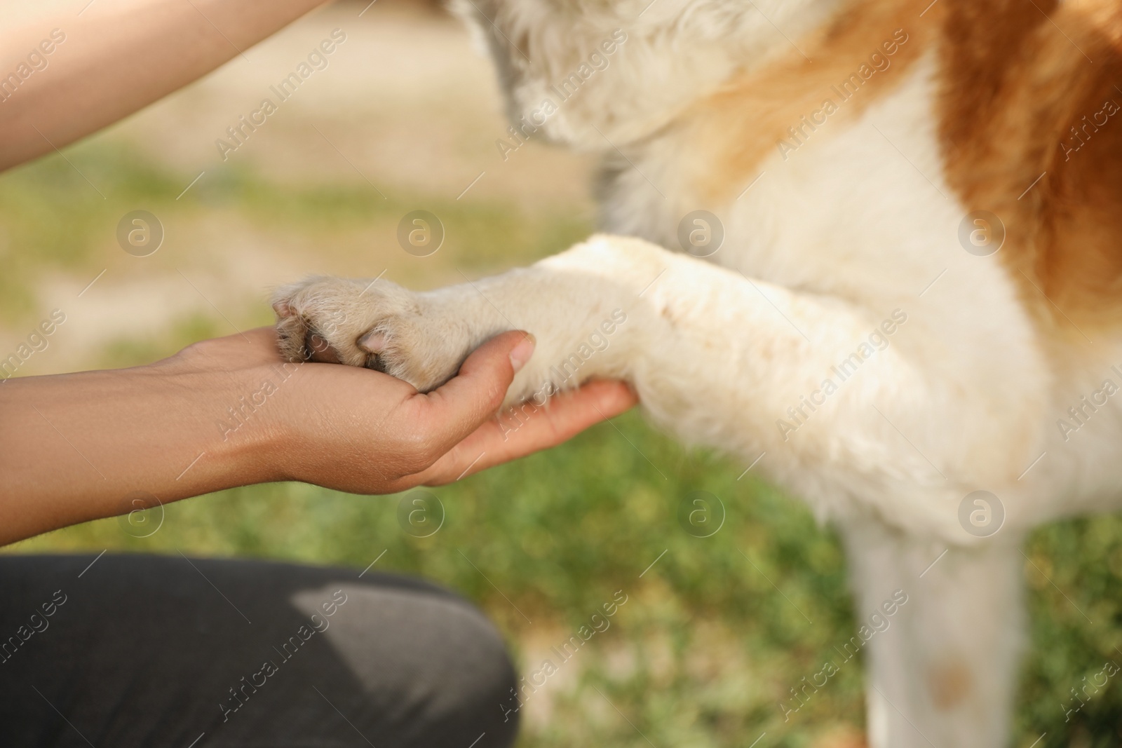 Photo of Woman holding dog's paw outdoors, closeup. Concept of volunteering