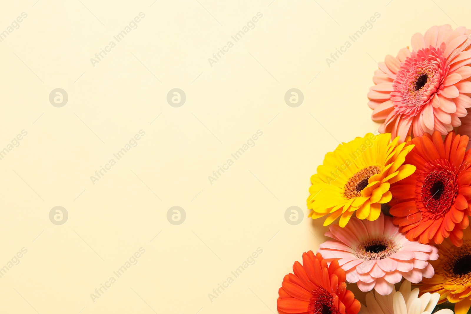 Photo of Beautiful colorful gerbera flowers on beige background, flat lay. Space for text