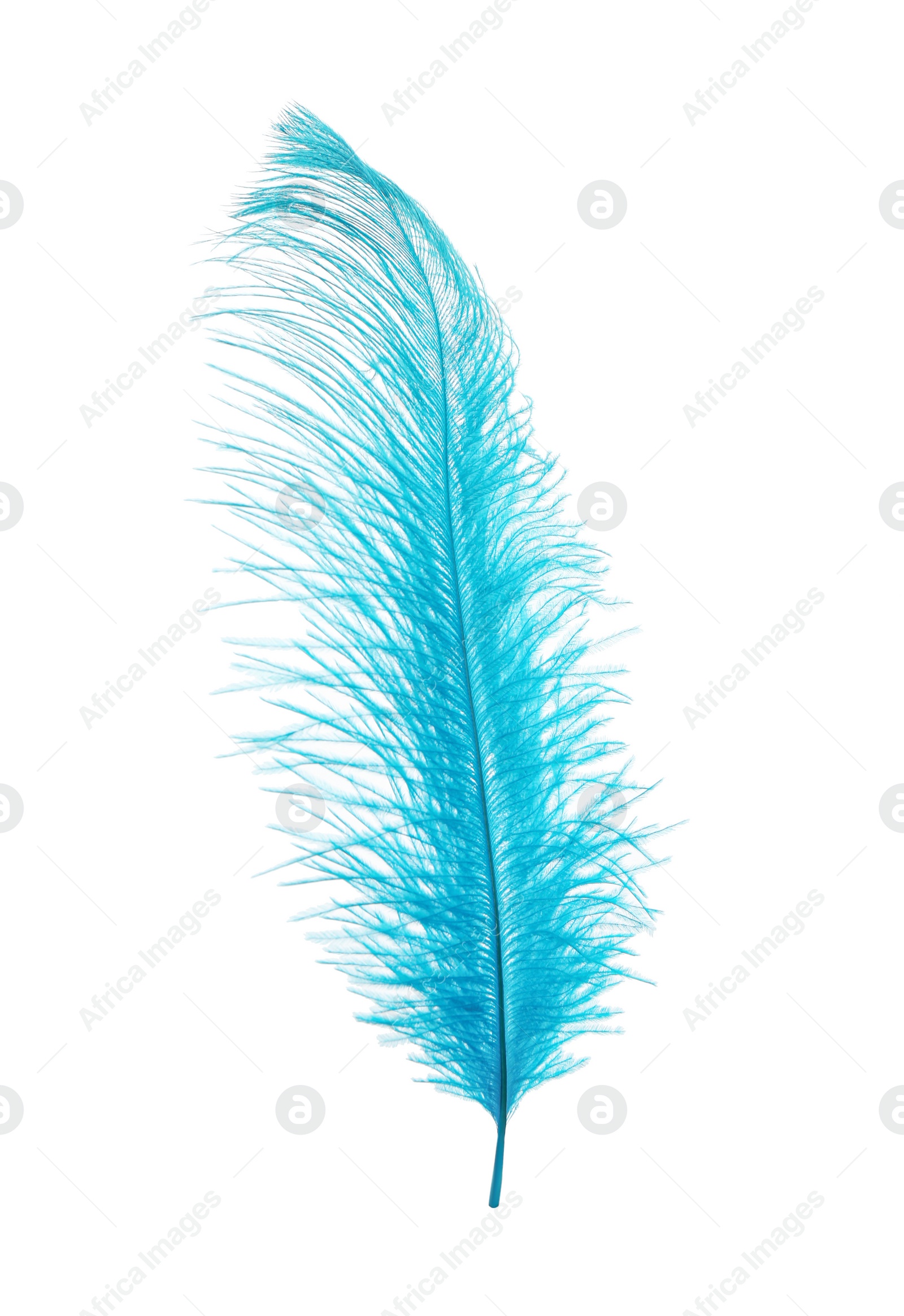 Photo of Beautiful light blue feather isolated on white