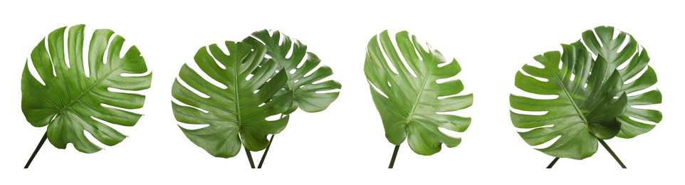 Image of Set with tropical Monstera leaves on white background. Banner design