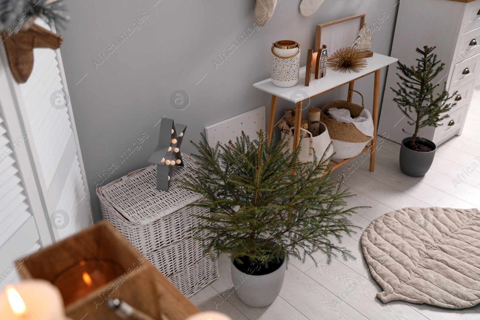 Photo of Beautiful room with potted fir trees. Interior design