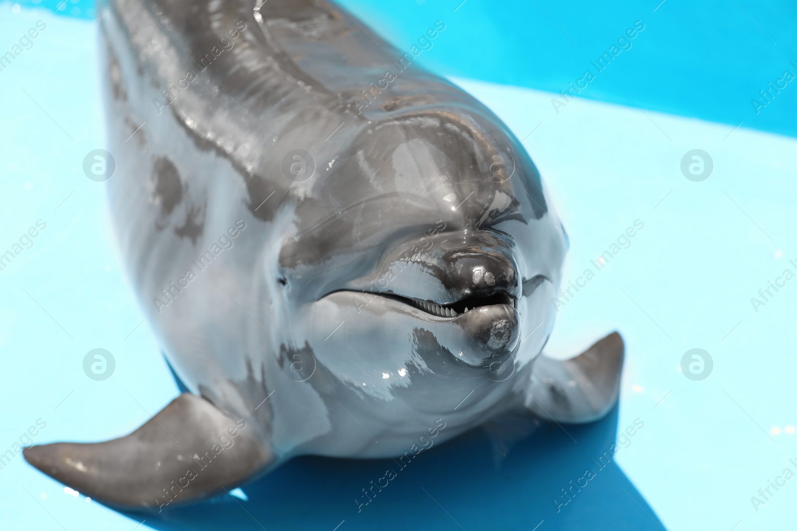 Photo of Cute grey dolphin at poolside on sunny day, closeup