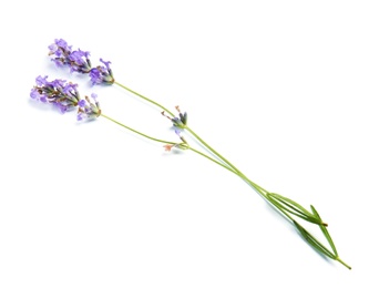 Photo of Beautiful blooming lavender flowers on white background