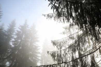 Beautiful coniferous trees in forest on foggy day