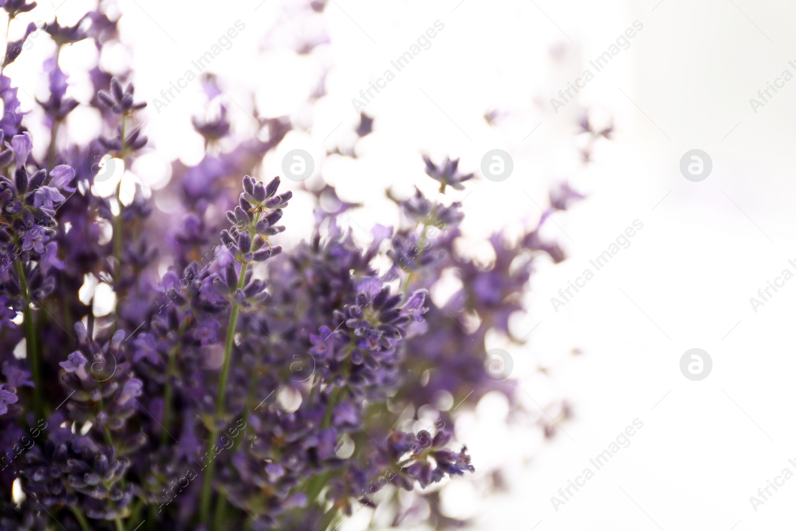 Photo of Beautiful lavender flowers on light background, closeup