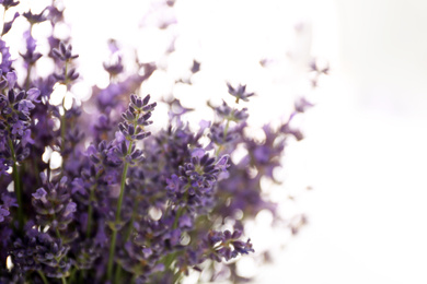 Photo of Beautiful lavender flowers on light background, closeup