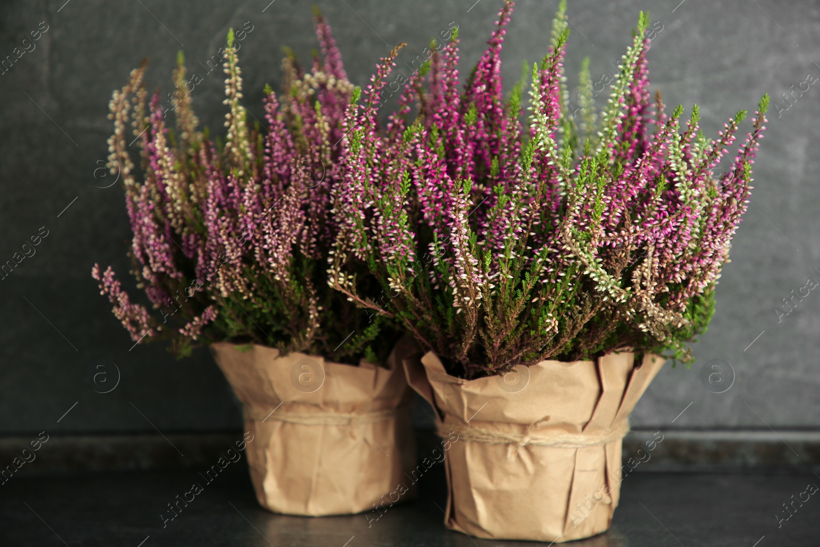 Photo of Beautiful heather flowers in pots on dark grey table