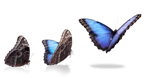 Image of Collage with blue morpho butterfly flying up on white background. Banner design 