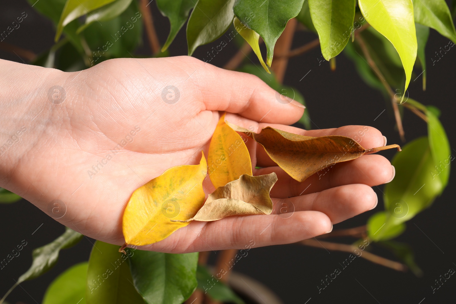Photo of Woman holding dry leaves near houseplant on dark background, closeup