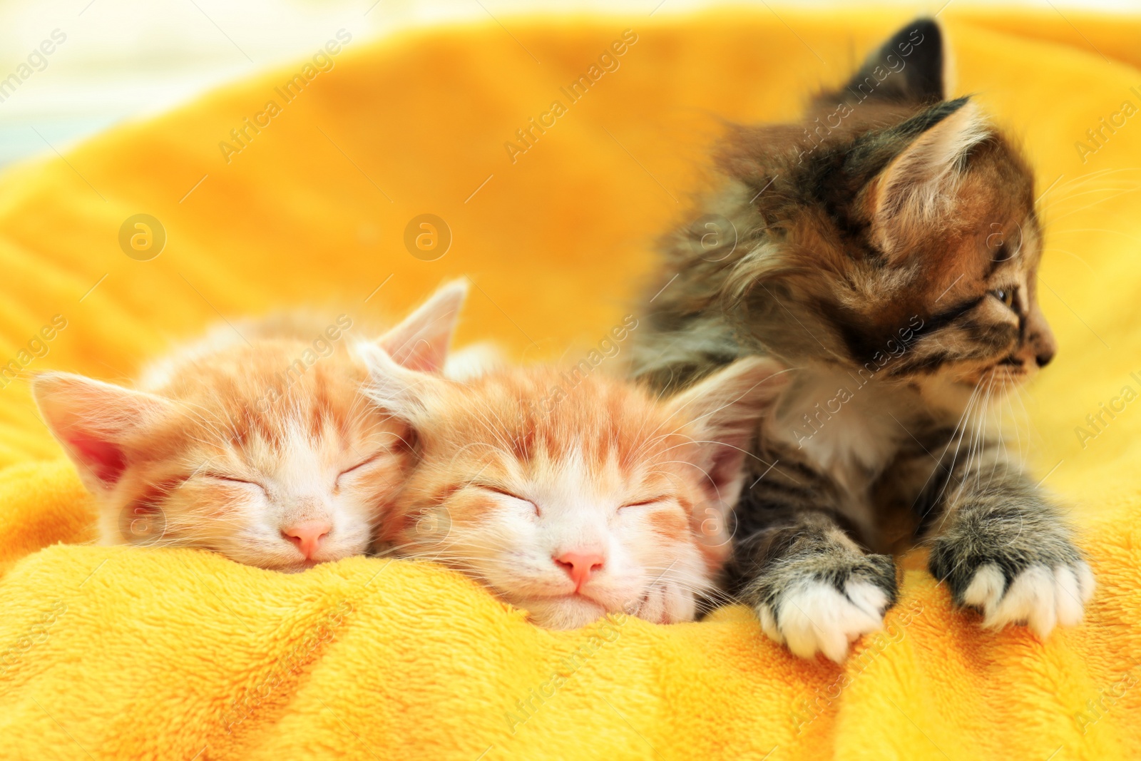 Photo of Cute little kittens on soft yellow blanket