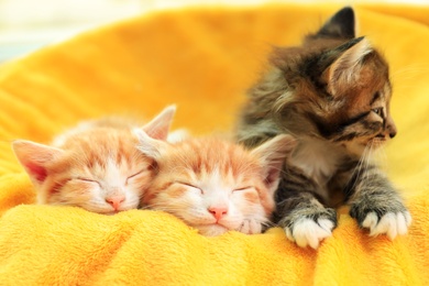 Cute little kittens on soft yellow blanket