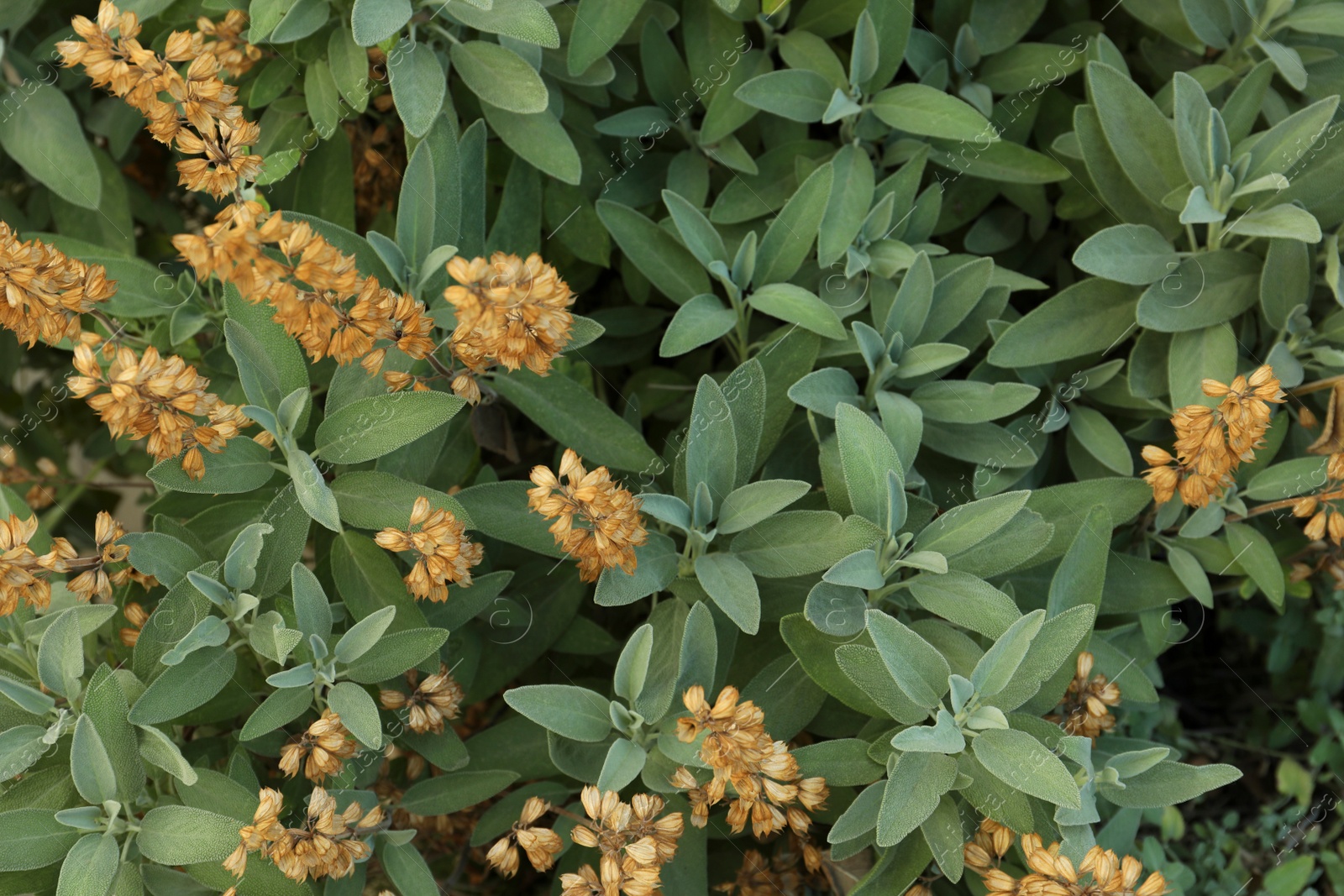 Photo of Beautiful sage with green leaves growing outdoors, closeup