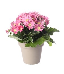 Beautiful pink cineraria plant in flower pot isolated on white