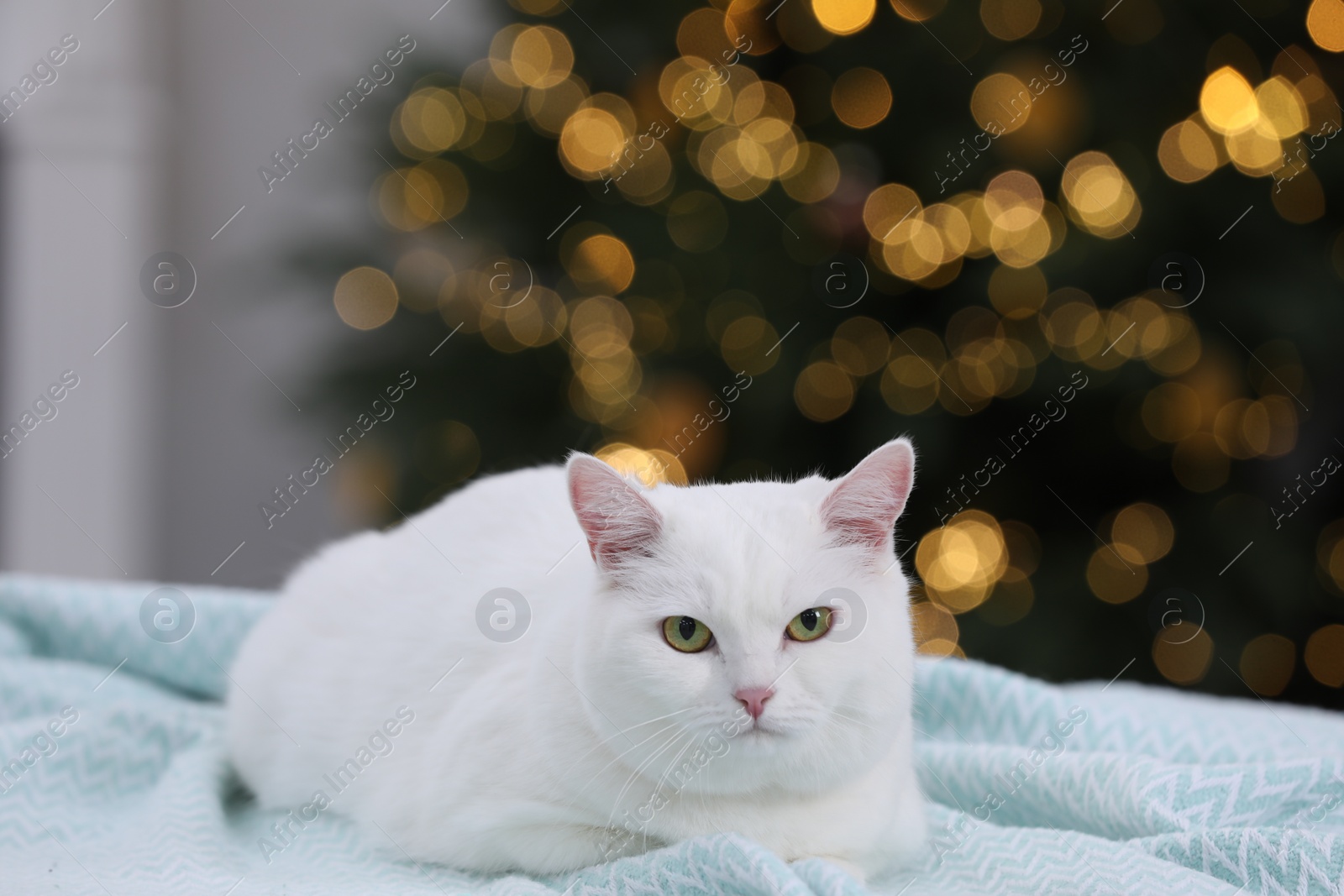 Photo of Christmas atmosphere. Cute cat lying on light blue blanket in cosy room. Space for text