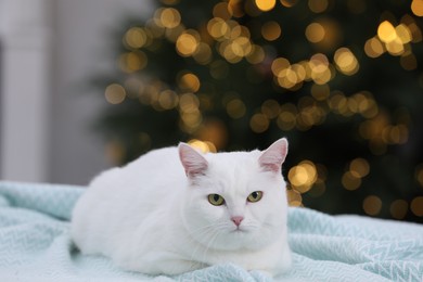 Photo of Christmas atmosphere. Cute cat lying on light blue blanket in cosy room. Space for text