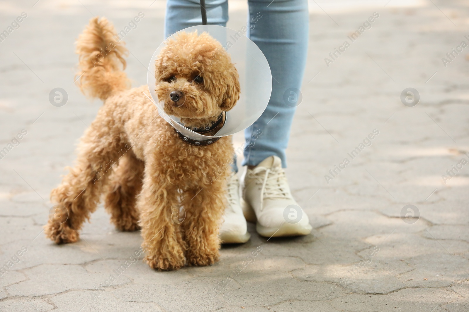 Photo of Woman walking her cute Maltipoo dog in Elizabethan collar outdoors, closeup. Space for text